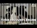 Heartbreaking recovery begins for 36 Border Collies rescued from Palm City home