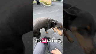 🐾#dream #fyp #doberman #pets #fypシ