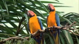 macaw breeders podcast 12