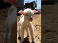 Download Lagu Beautiful goat bakri ka bacha #shortvideo #youtubeshorts #youtubeshorts #viralvideo2022