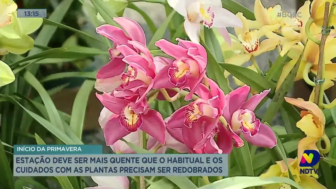 Primavera será mais quente que o habitual e os cuidados com as plantas precisam ser redobrados