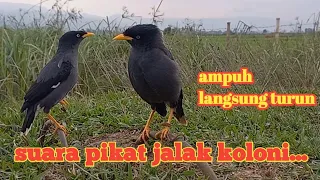 Download suara pikat JALAK KEBO || terbukti suara panggilan langsung turun MP3