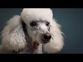 Poodle Rescue Stories Heartwarming Tales of Adoption