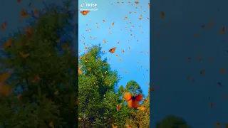 حالة واتس عن فراشات جميلة 