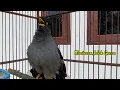 Download Lagu Jalak Kebo Gacor MAsteran Suaranya Bikin Burung Jalak Lain Ikut Bunyi #134