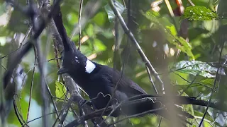 cililin gacor panjang panjang jernih dan rapat