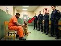 Download Lagu Laatste Verzoek Van Ter Doodveroordeelde: Zijn Hond Zien — Wat Er Gebeurde Veranderde Alles...