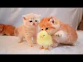 Download Lagu Kittens walk with a tiny chicken