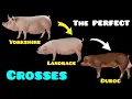 Yorkshire Landrace and Duroc Breeds The Perfect Genetic Combination to Create Superior Hogs