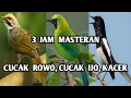 Download Lagu 3 Jam Masteran Burung Cucak Rowo, Cucak Ijo, Kacer