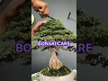 Download Lagu CARING FOR BONSAI TREES