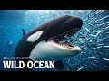 Marine Ecosystem Which Species Truly Reigns Supreme in the Ocean Food Chain