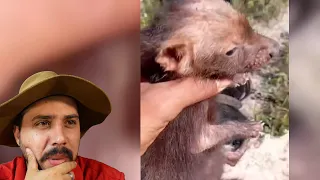 Vaqueiro encontrou um Filhote de Cachorro Vinagre no Pasto