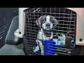 Shelter dogs and cats from Maui arrive in Bay Area looking for homes