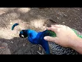 Download Lagu Romeo, my Indian Blue Peacock, letting me pet him.   AWESOME! MP3