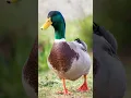 voice of duck bird