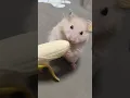 cute mouse eating banana
