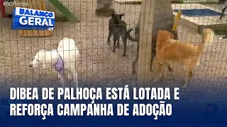 Número de animais abandonados cresce e abrigo de Palhoça lota