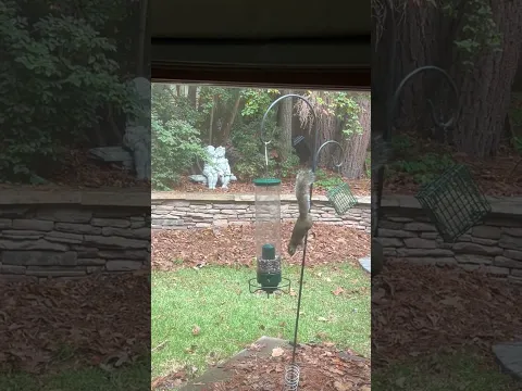 Wild Squirrel Rides a Spinning Bird Feeder