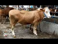 Harga Sapi Terbaru Pagi Ini !! Pedet Pegon Super, Bakalan Super, Betina Doro Super Ramaikan Pasar !!