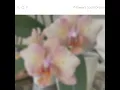 If Flowers Could Dream
