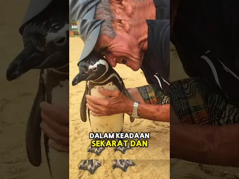 Pinguin Setia Pada Nelayan yang Menyelamatkannya😢🐧