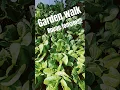 Download Lagu Garden walk, rogue tomato! #garden #victory #grow #homestead