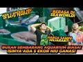 Lagu IRFAN HAKIM PELIHARA IKAN HIU DIRUMAH ! IKAN KOI JEPANG JADI SANTAPAN IKAN HIU ! BERASA DI SEAWORLD