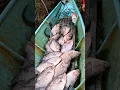 Download Lagu KAWANAN IKAN KALOI @ GURAME BORNEO