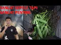 Download Lagu PAKAN JANGKRIK SEBELUM DIBERIKAN KE MURAI BATU ITU SANGAT PENTING