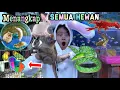 Download Lagu Menangkap Hewan Lucu, Kelinci, Monyet, Ular, Ikan Lele, Kepiting, Hamster ! BURUNG BISA NGOMONG