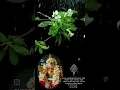 Download Lagu om enum pranava manthira kandhane song God murugan whatsapp status tamil songs