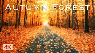 The Most Relaxing Fall Forest in 4K  🍁  Cozy Autumn Ambience & Fall Foliage - Relaxing Music for TV