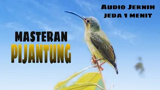 Download Pancingan burung pijantung agar cepat gacor ❓audio jernih jeda 1 menit #pijantung#masteranpijantung MP3