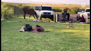 يامتعب الخيل  دندنها