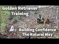 Golden Retriever Training - Building Confidence The Natural Way
