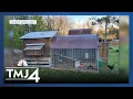 Should backyard chickens be allowed all across Wisconsin