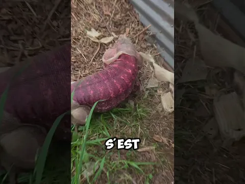 Est-ce dangereux de lui enlever la peau ? 😳🦎