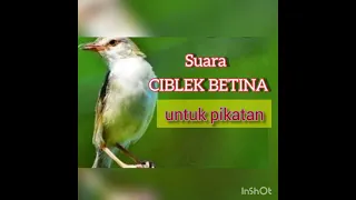 Download suara pikatan untuk ciblek di alam MP3