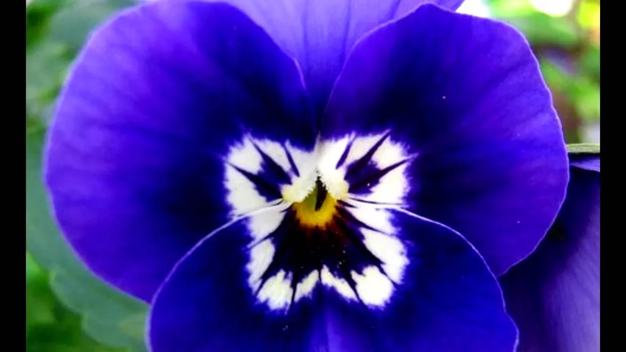 ORQUÍDEAS, TUDO AZUL