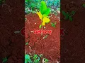 Download Lagu Ai, Doel sumbang#lagu#doelsumbang#estetik#tanaman#bocah#viral#fypシ゚viral