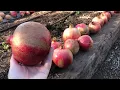 Pomegranates When to Harvest
