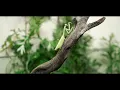 An Uncontrollable Genetically Modified Mantis Has Been Released Into the Wild | Wildif