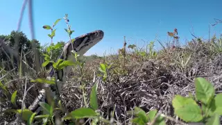 2016 Python Challenge