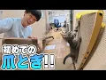 Download Lagu 迷子のネコに爪とぎをプレゼント！！【猫生初】