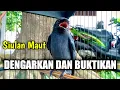 Download Lagu Srigunting abu abu gacor NYIUL MEMANGGIL Lawan Ampuh MEMANCING SRIGUNTING Bisu Ikut GACOR