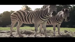 اندهشت عندما شاهدت تزاوج الحمار الوحشي مع الحصان الهجين زورسي 