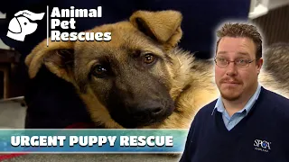 SPCA Confronts Neglect Puppy Update Cat Hoarders Overrun Property Full Episode Animal House