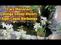 Download Lagu Cara Menanam Bunga Sedap Malam Agar Cepat Berbunga Di Dalam Pot