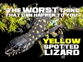 Yellow-spotted Lizard Facts - The Worst Thing That Can Happen to You